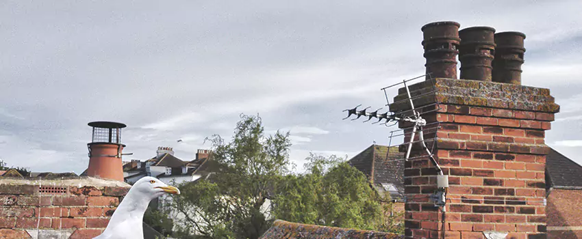 Chimney Cleaning And Restoration in De Pere, Wisconsin